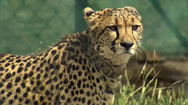 Project Cheetah to do wonders for Rajasthan tourism, hope experts