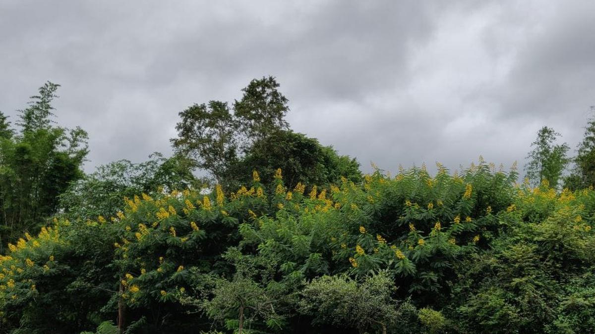 Forest Dept. checks viability of using invasive tree Senna spectabilis for paper-making