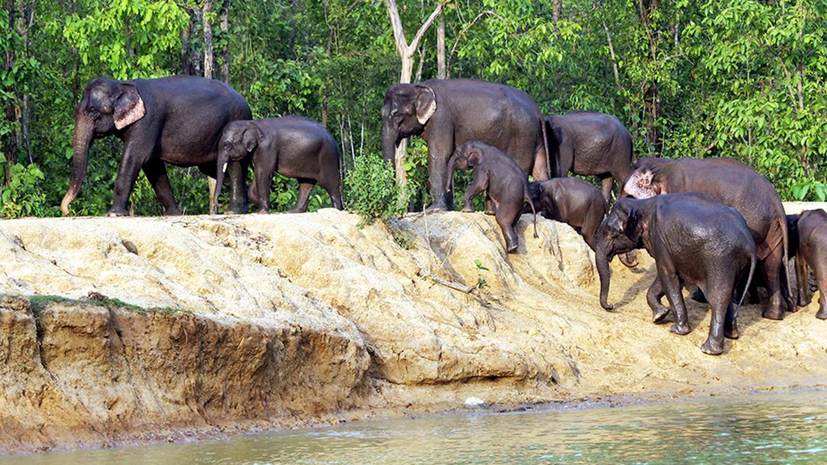 Odisha lost 790 elephants in the past decade; electrocution leading cause of unnatural deaths