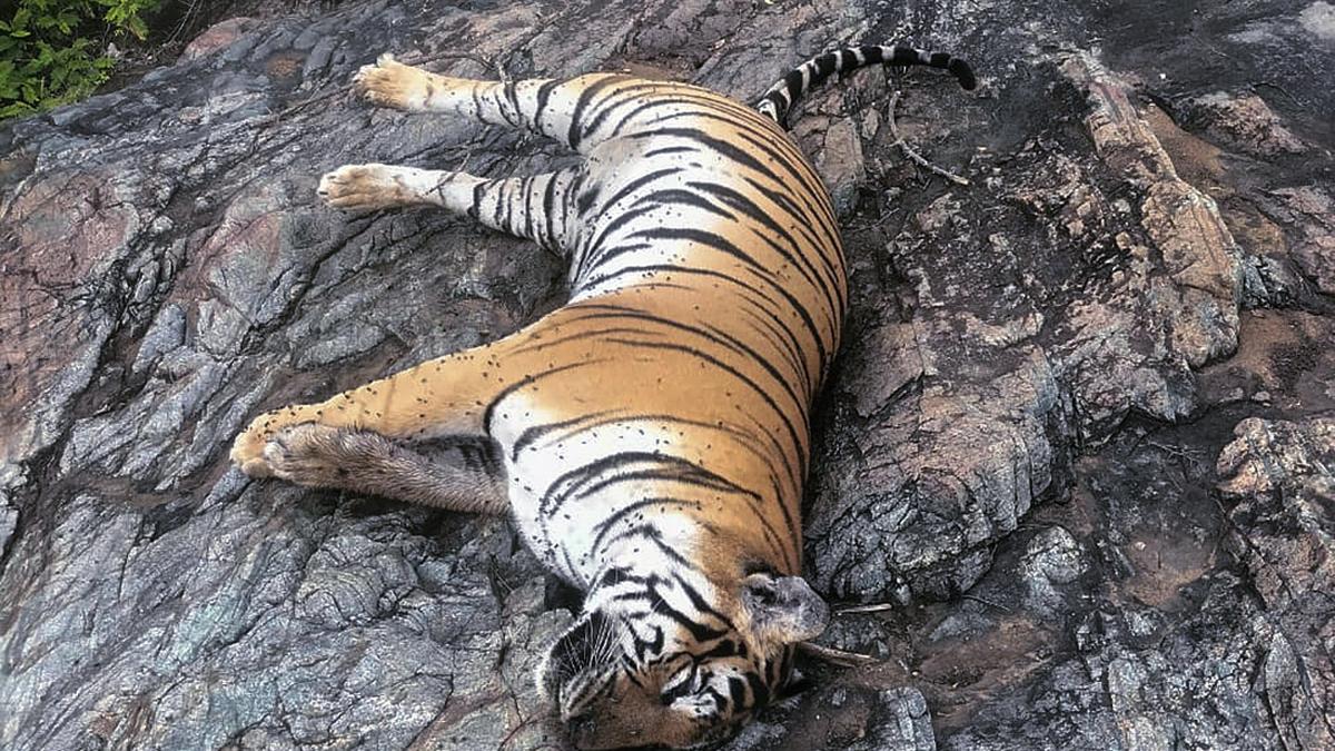 Three key accused arrested in M.M. Hills tiger killing case - The Hindu