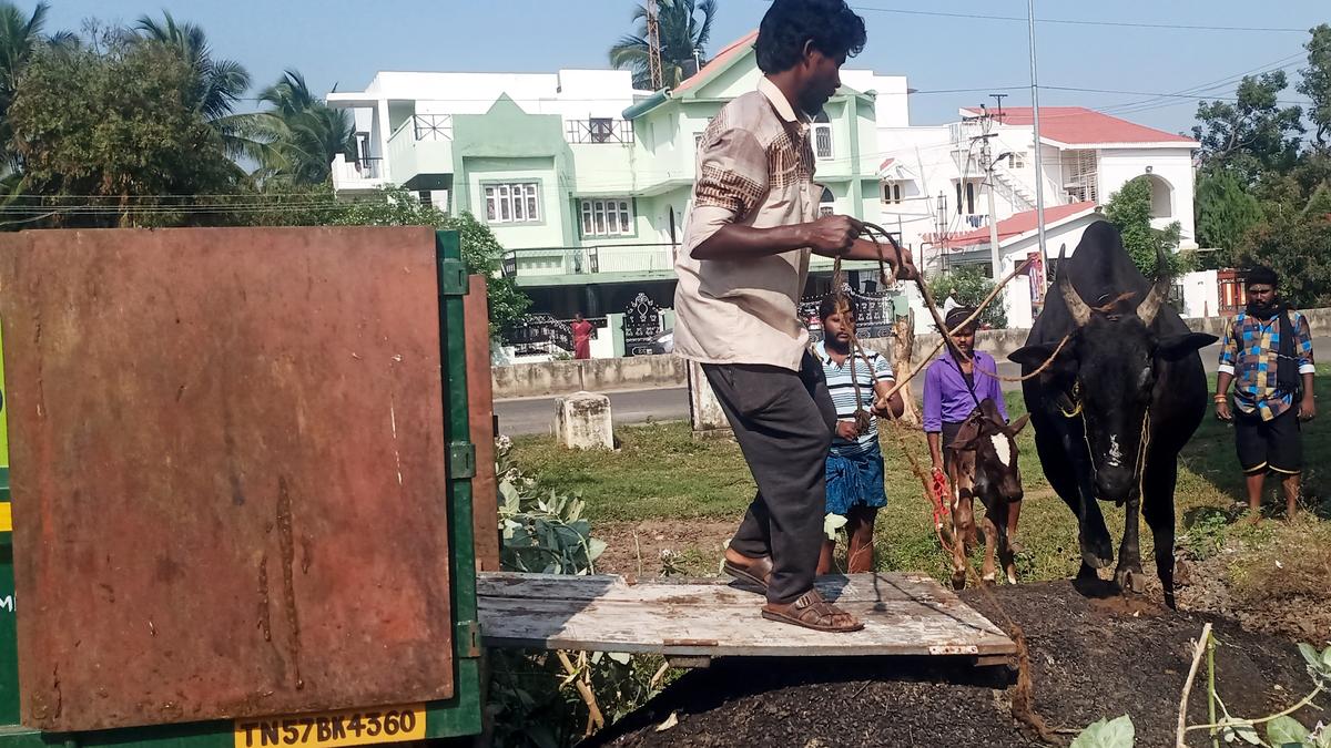 40 stray cattle impounded during two-day drive in Dindigul