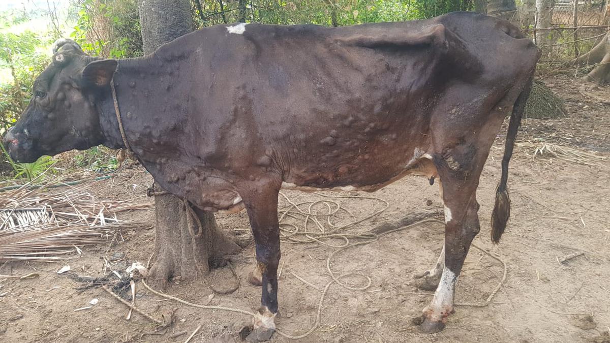 Process underway to ensure commercial availability of Lumpy Skin disease vaccine