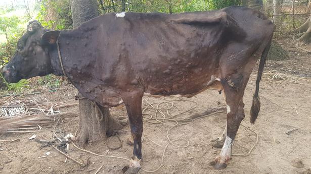 Process Underway To Ensure Commercial Availability Of Lumpy Skin Disease Vaccine The Hindu 8216