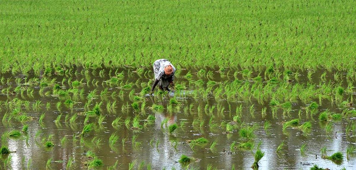 A farm worker transplants Kuruvai paddy using a pumpset for irrigation at Sukkumbar village, near Tiruchi. A farm worker transplants Kuruvai paddy using a pumpset for irrigation at Sukkumbar village, near Tiruchi.