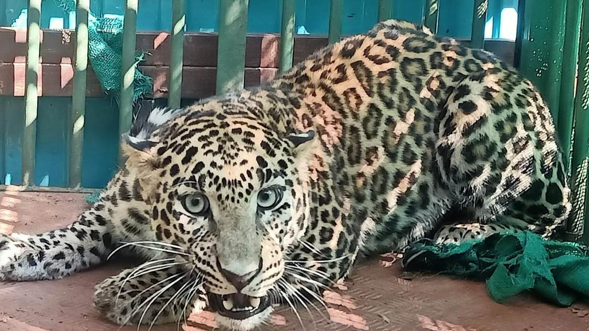 Forest officials capture leopard that strayed into Aliganj village from Pilibhit Tiger Reserve in Uttar Pradesh