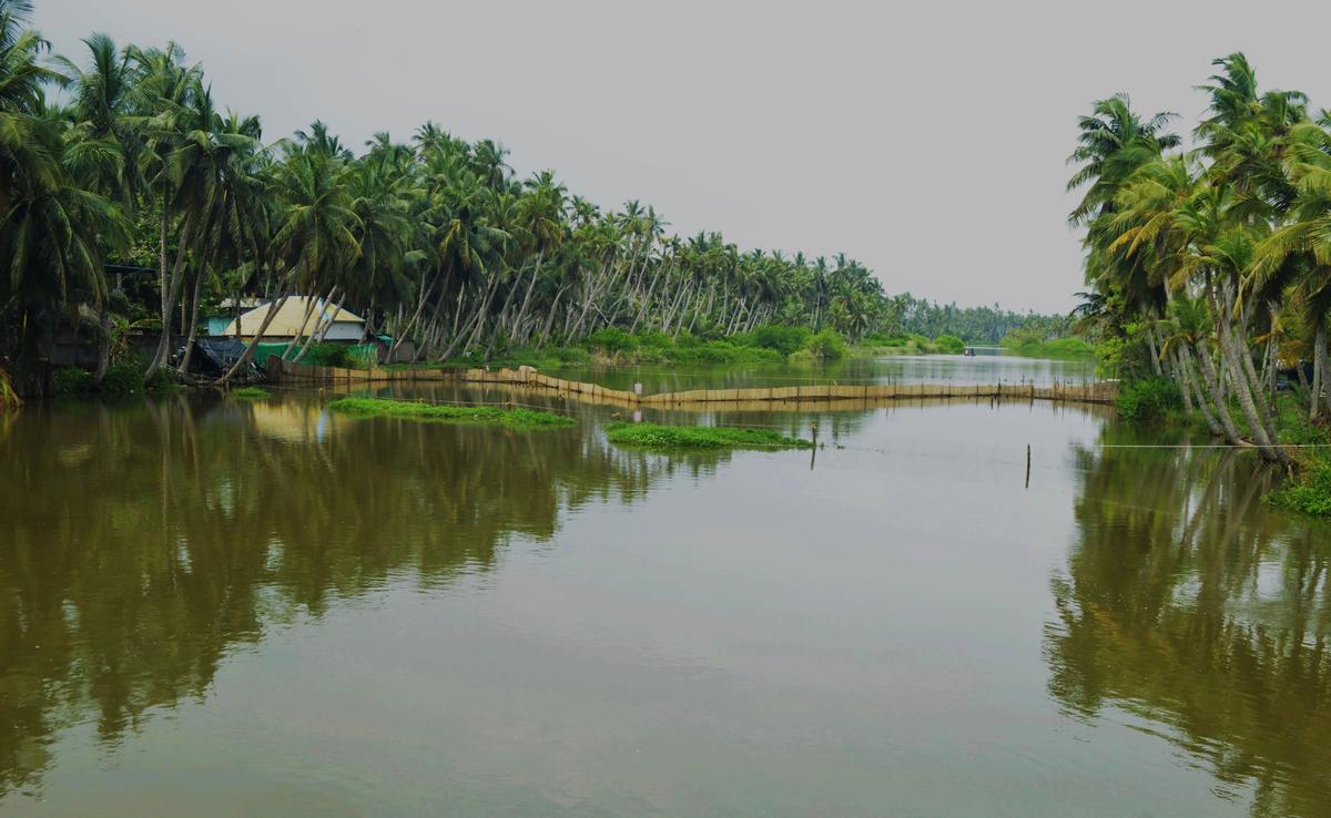 Shankaraguptam drain at Shankaraguptam village in Dr. B.R.Ambedkar Konaseema district. 