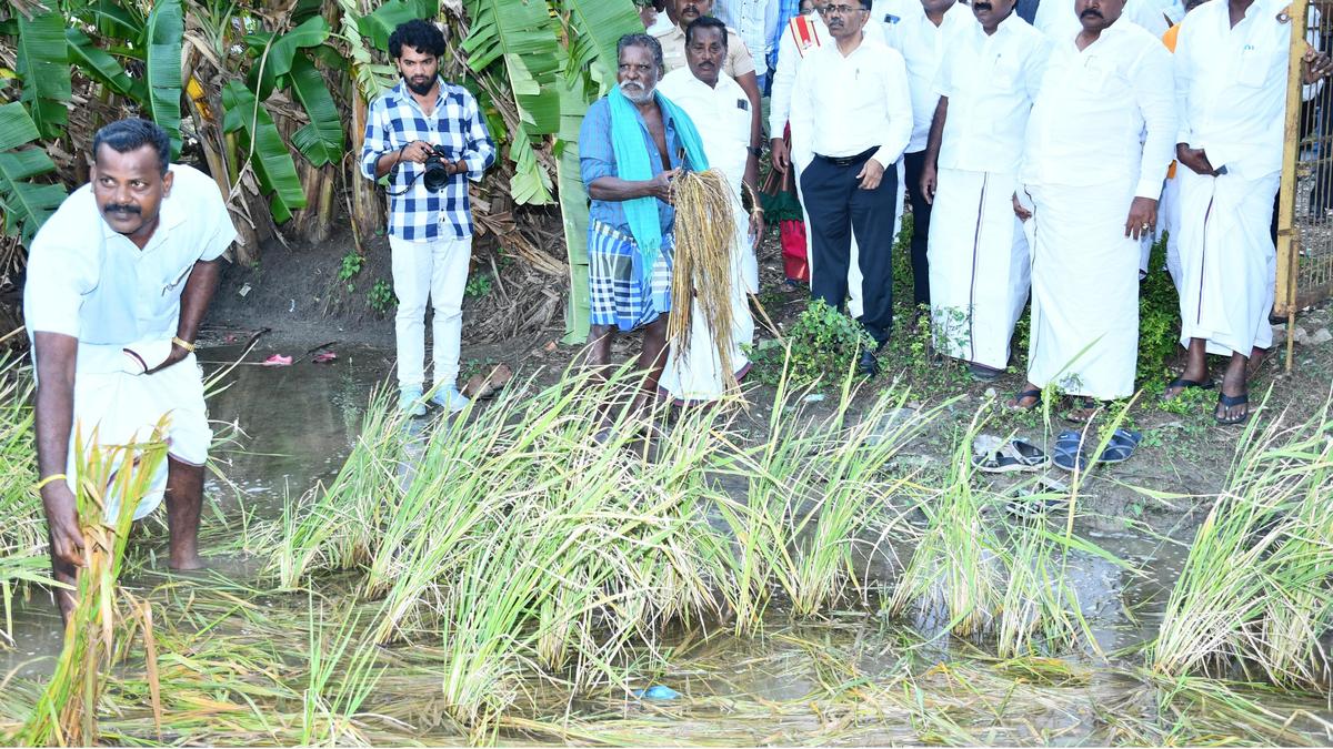 Crop lodging due to unseasonal rains affects paddy farmers in Mayiladuthurai and Nagapattinam