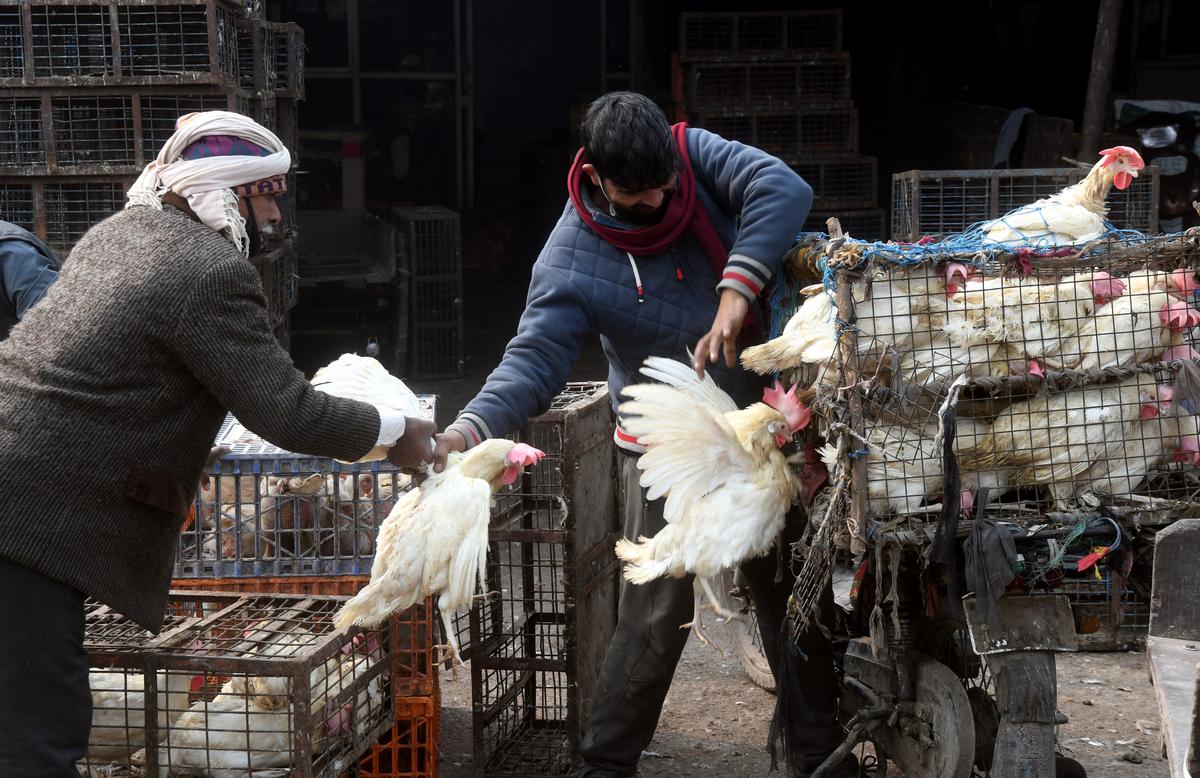 झारखंड में BIRD Flu से दहशत! रामगढ़ में भी मर रहे कौए, सभी जिलों के लिए अलर्ट जारी-Panic due to BIRD Flu in Jharkhand! Crows dying in Ramgarh too, alert issued for all districts