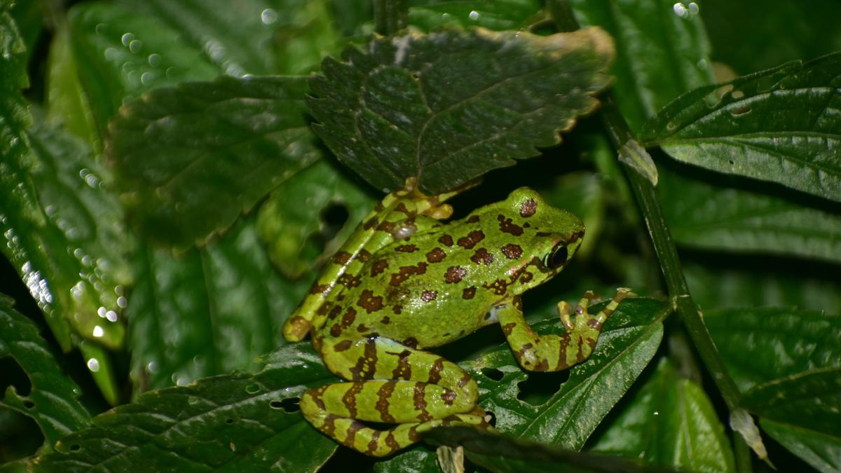 Assam cascade frog test for Himachal stream water flow impact