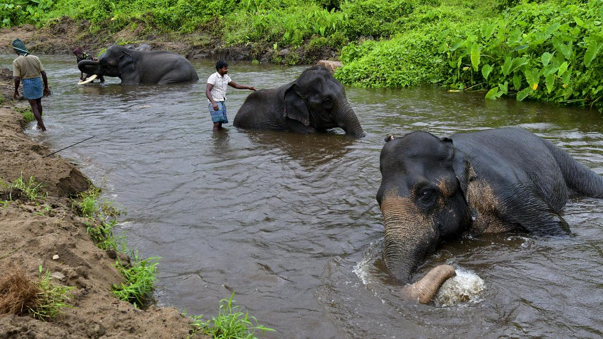 Forest Department shifts 26 captive elephants from Kozhikamuthi camp due to water scarcity, construction works