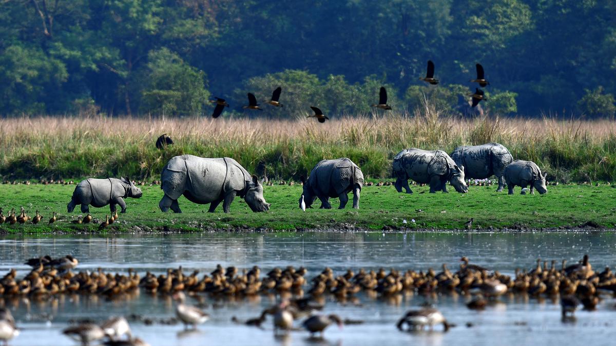 Assam Cabinet decides to de-notify prime rhino habitat