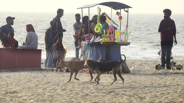 Rabid dog bite cases on the rise in Kozhikode