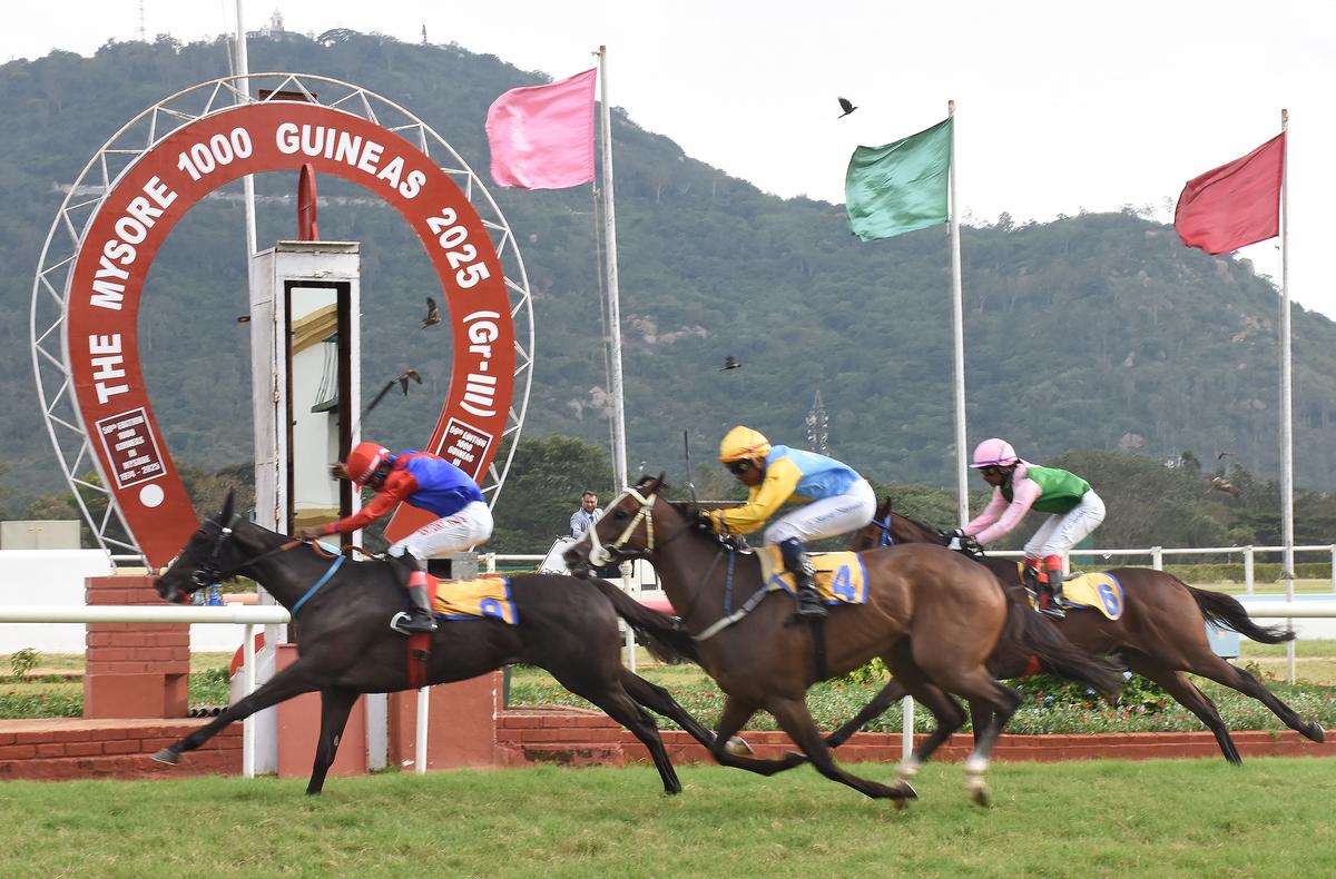 Ravishing Beauty, ridden by jockey Antony Raj, wins The Mysore 1000 Guineas 2025, at the Mysore Race Club, in Mysuru on September 26, 2025.  