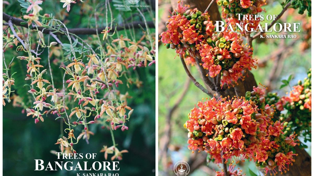 This book is your perfect guide to the fascinating tree diversity of Bengaluru