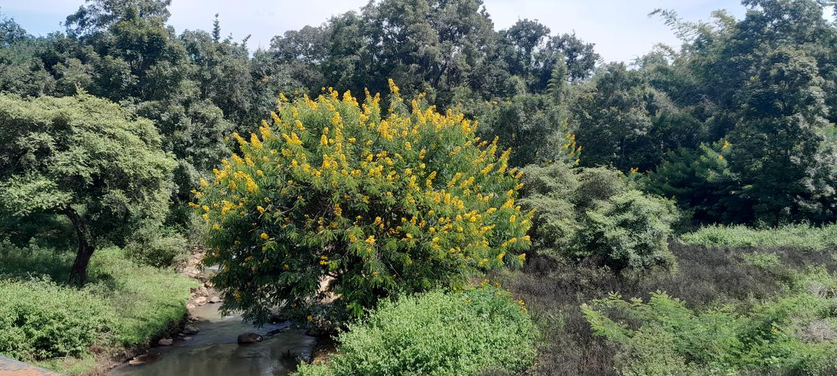  T.N. Forest Department formulates strategy to remove invasive tree species from MTR buffer zone
 