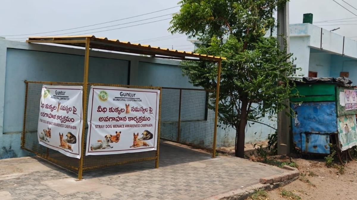Feeding sheds set up to help tackle stray canine menace in Guntur