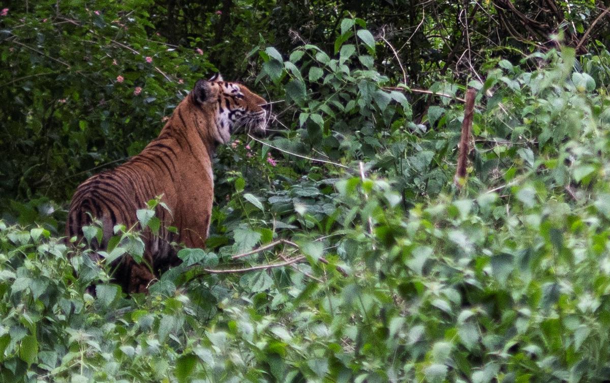 The Niligiris forest division has become a refuge for resident tigers, a file photo of a tiger in Niligiris. 