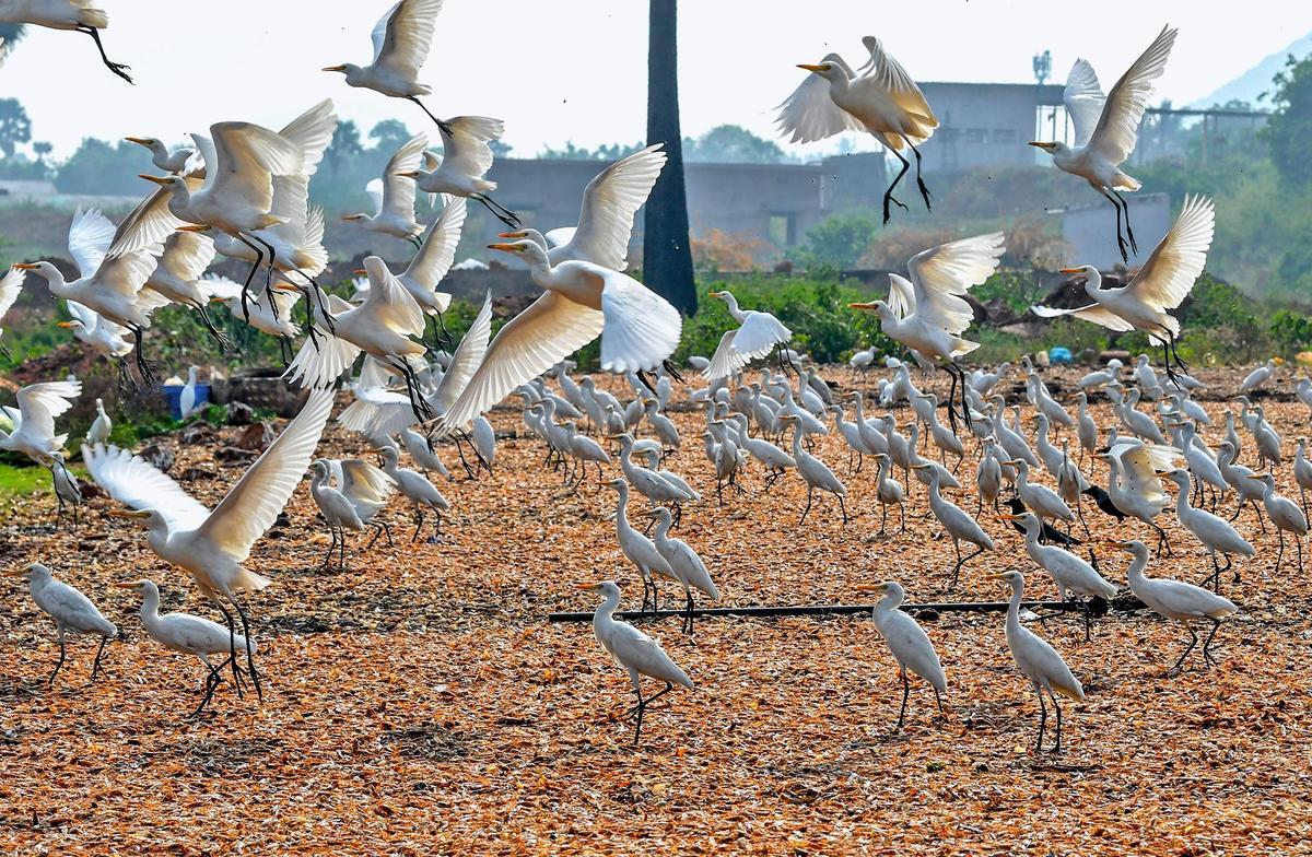 A flock of cattle egrets near Mangamaripeta beach in Visakhapatnam.