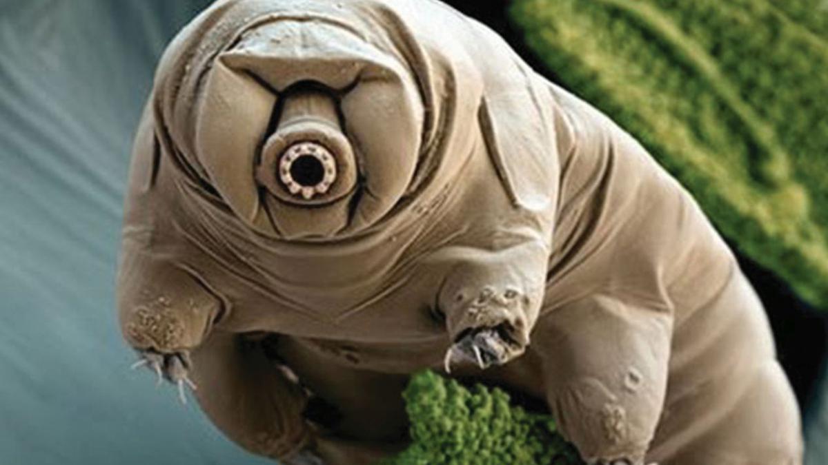 If tardigrades get their amazing genes from crowd sources, can humans?