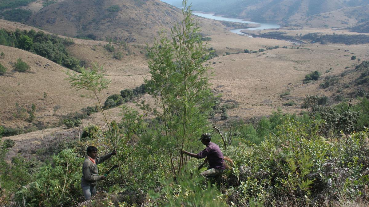 T.N. Forest Department to chop down invasive trees in Nilgiris and supply firewood to government tea factories