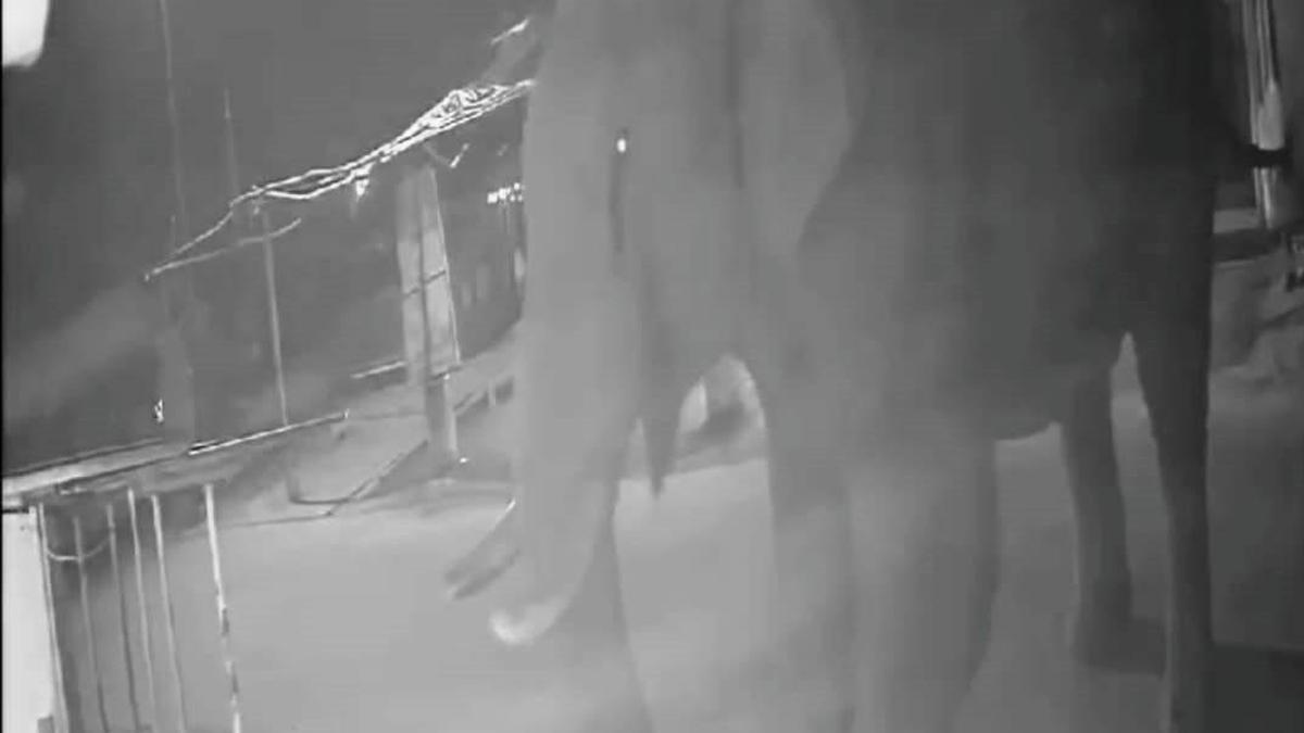 Several wild elephant attacks reported in Idukki