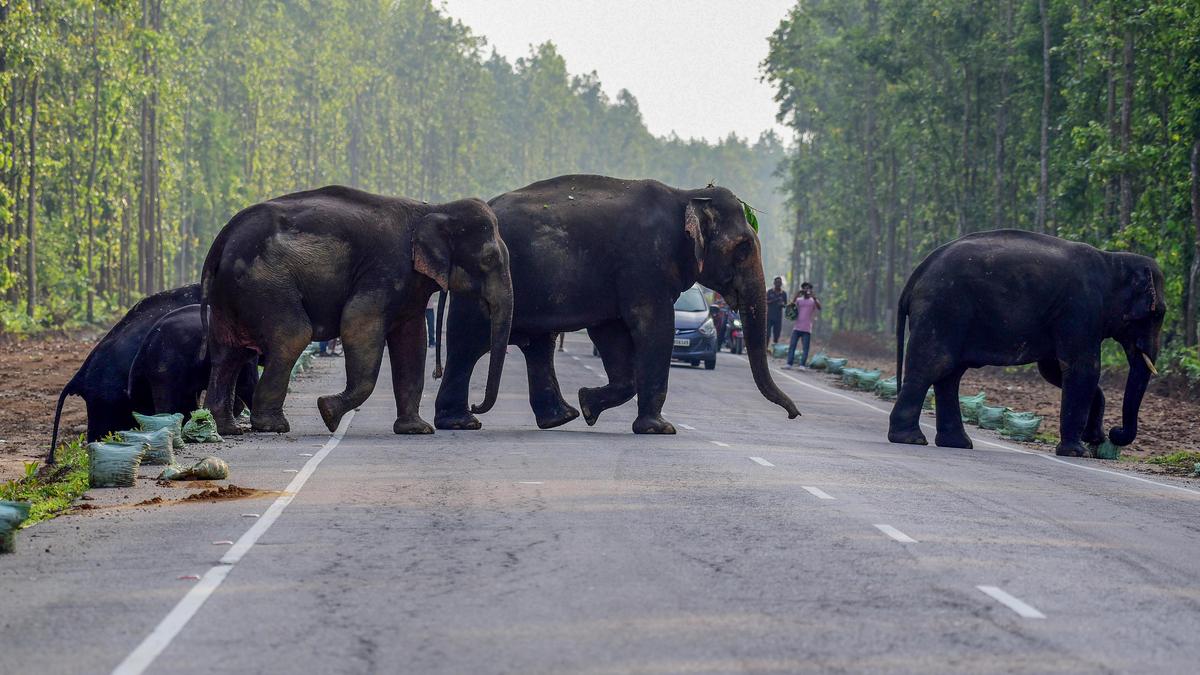 AI comes to the rescue of elephants