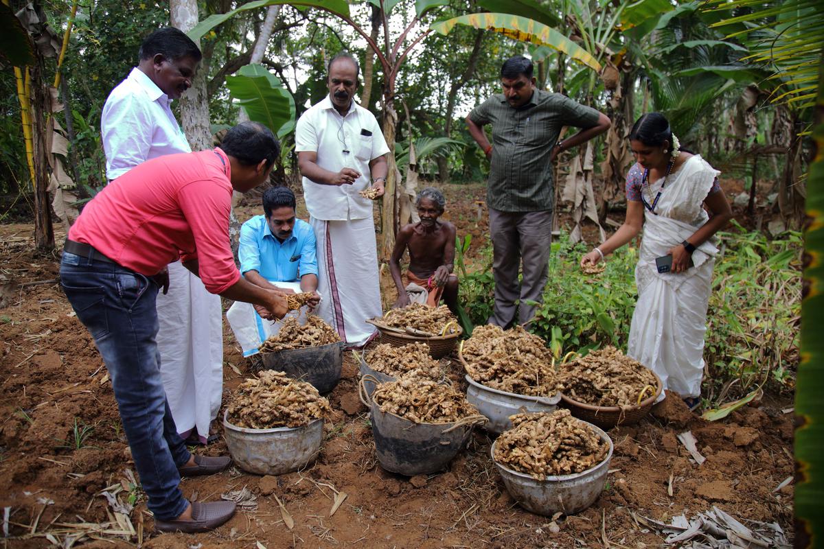 Sudharjunan G, panchayat president, Suresh Kumar, ward member, Santhoshkumar T, development standing committee chairman, Chandralekha CS, agriculture officer, Kulathoor Krishi Bhavan, and Anoop SP, agriculture assistant  the ginger harvested from one of the plots in the panchayat. The panchayat and Krishi Bhavan implemented ‘Inji gramam’ scheme to promote ginger cultivation