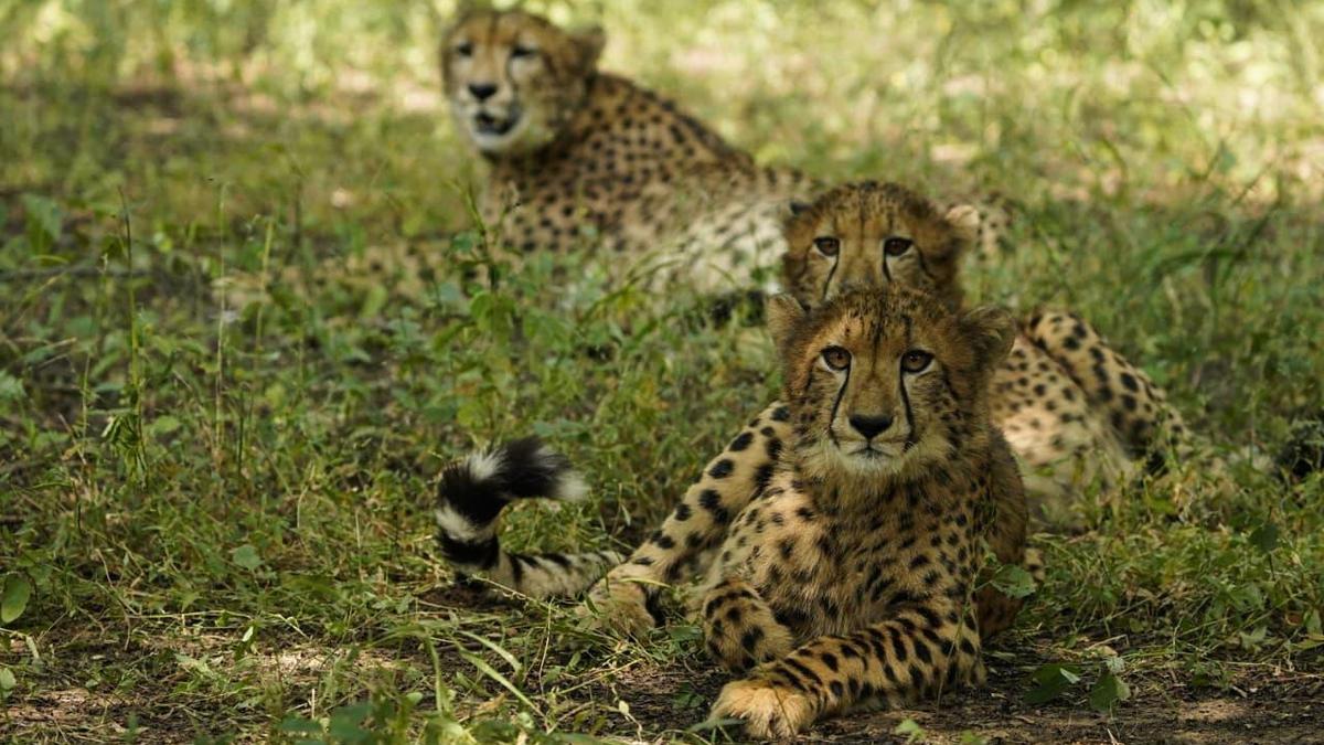 M.P. CM releases three Cheetahs into the wild at Kuno National Park