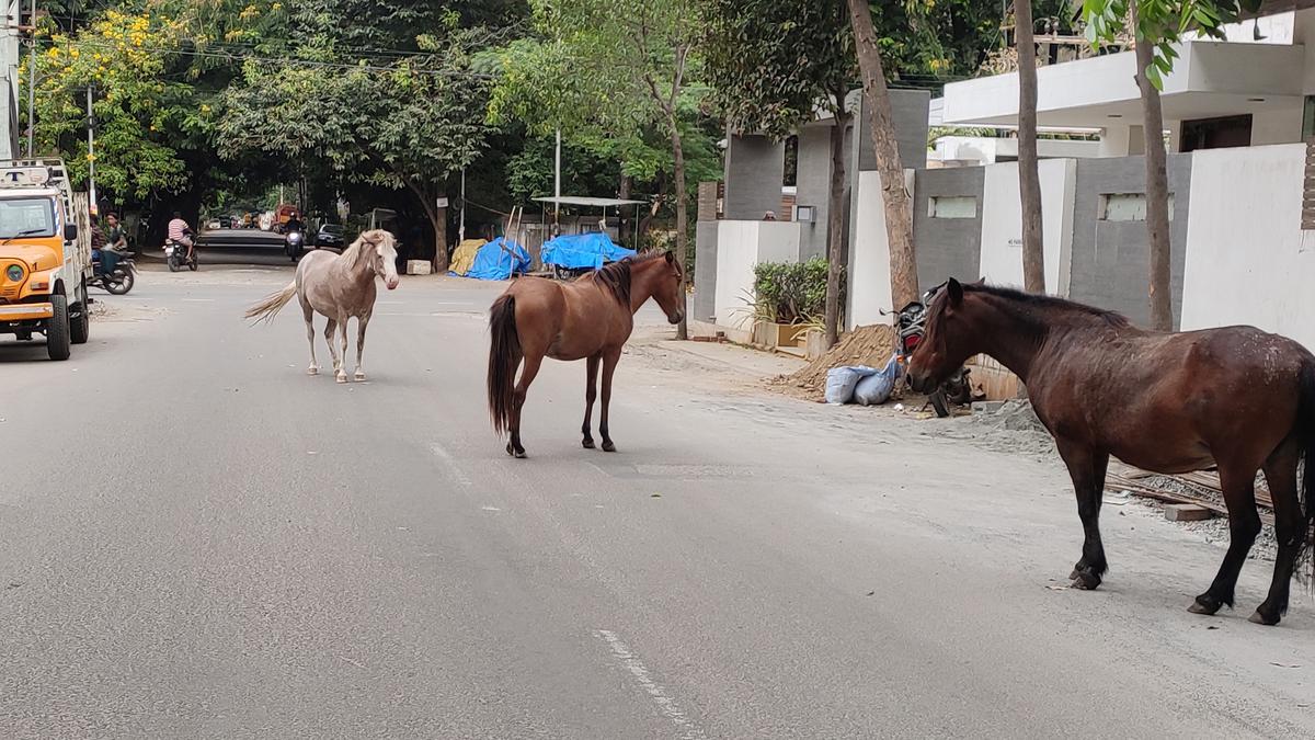 Stray horse population on the rise in Coimbatore district