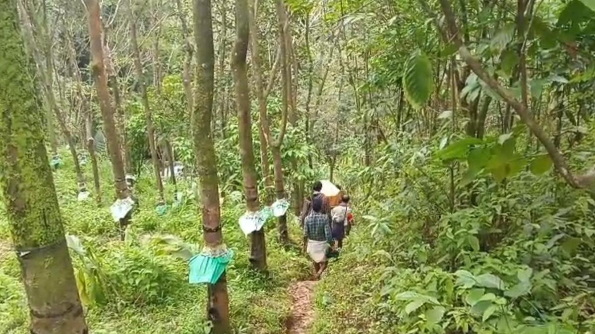 Five-year-old tribal boy dies of fever in Koodalarkudy in Idukki