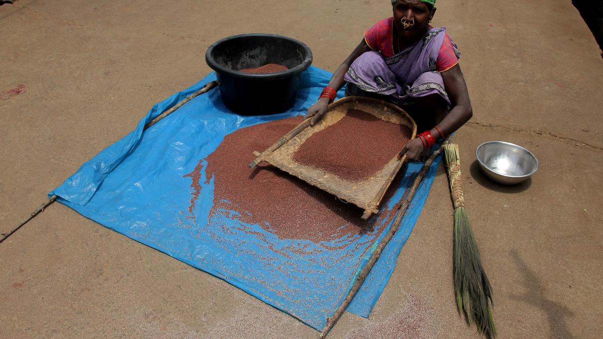 Activists rue budget cut for promoting millet cultivation in Odisha