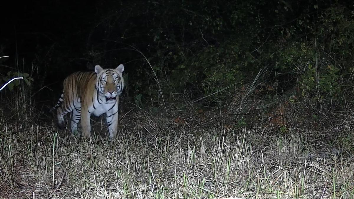 Tiger returns to Arunachal sanctuary after two decades