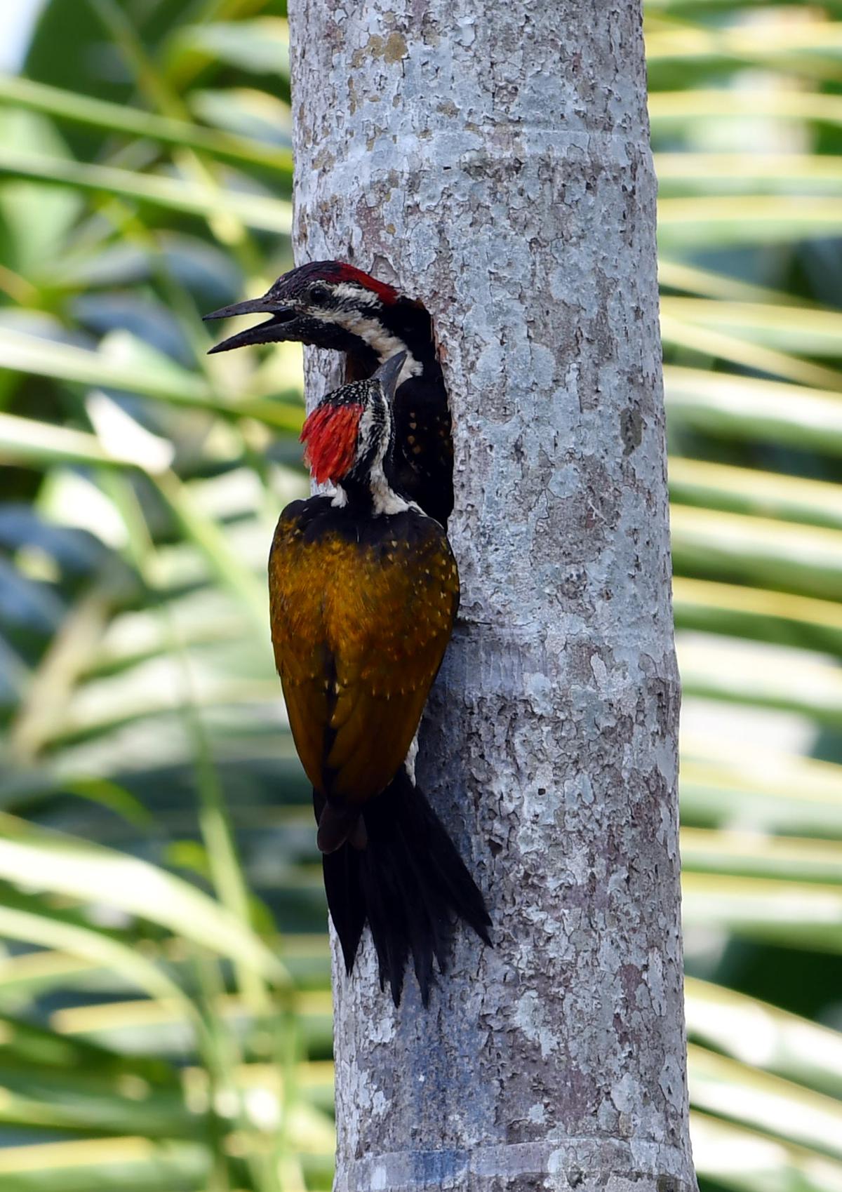     A woodpecker preparing its nest for the coming season. 