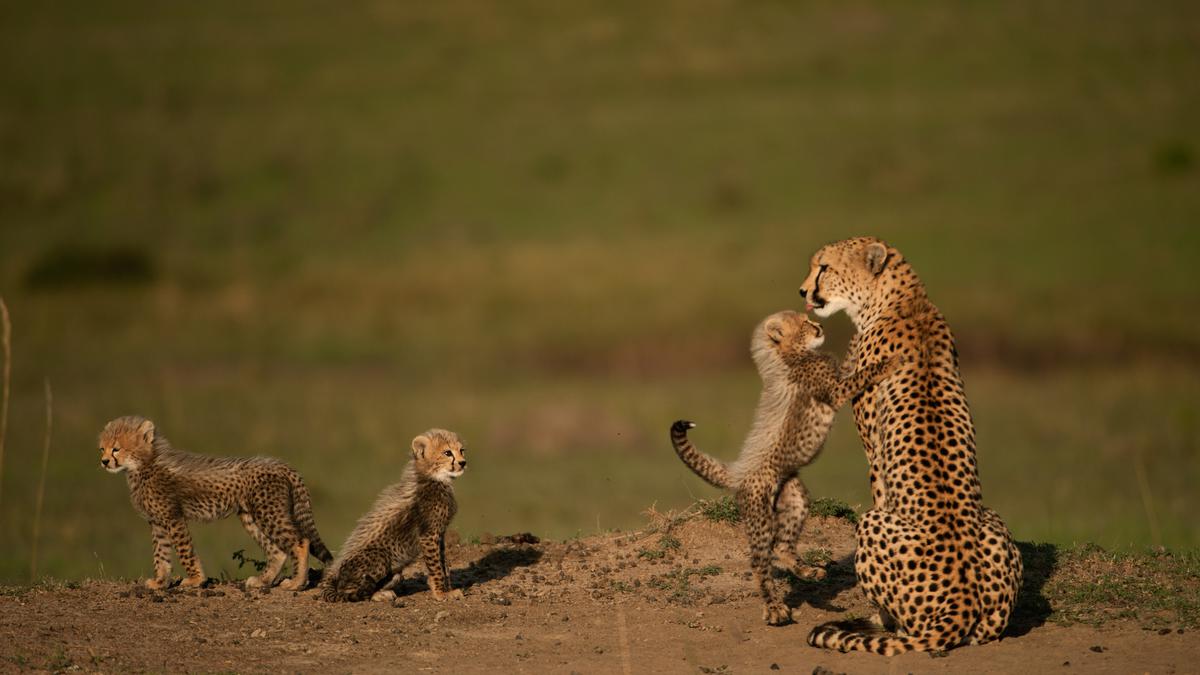 Asiatic Lions sidelined for African Cheetahs