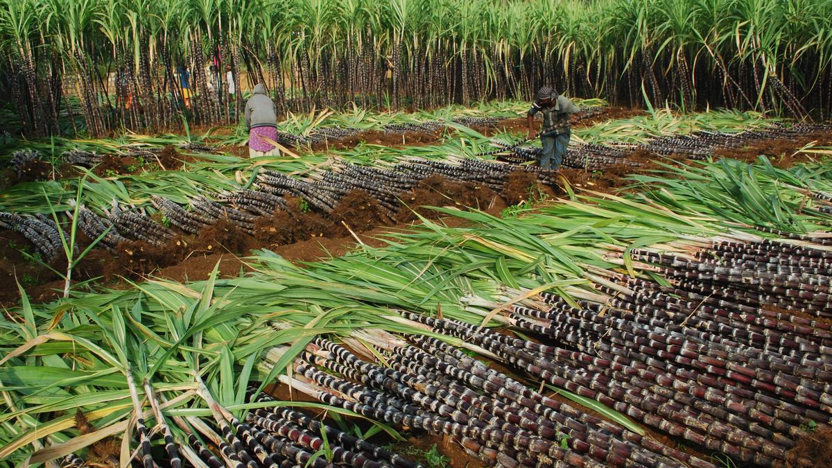 Shops witness brisk business as people flood markets ahead of Pongal