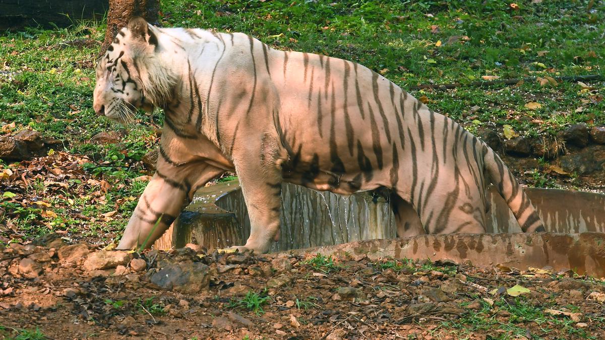 From arranging water sprinklers to special water-content diet, Visakhapatnam zoo takes special care of animals in summer