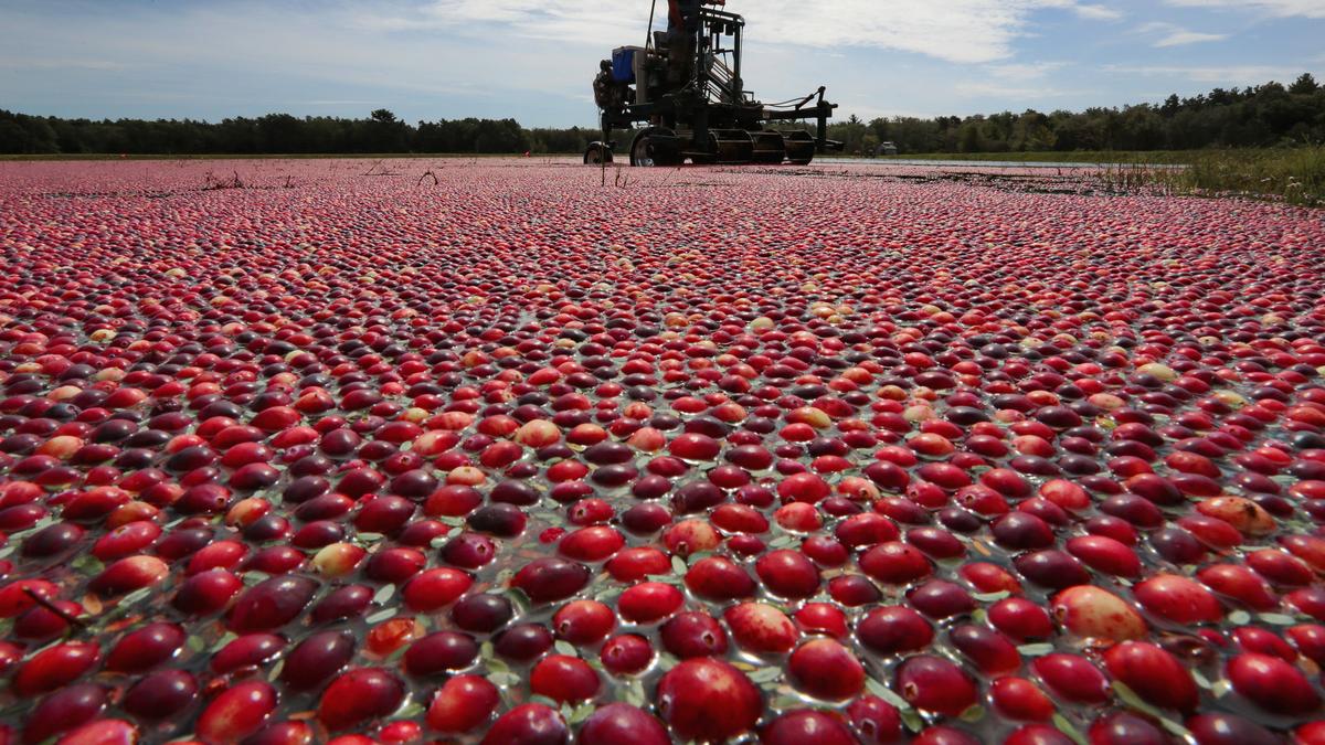 Cranberry farmers fight climate change to protect cranberries The Hindu