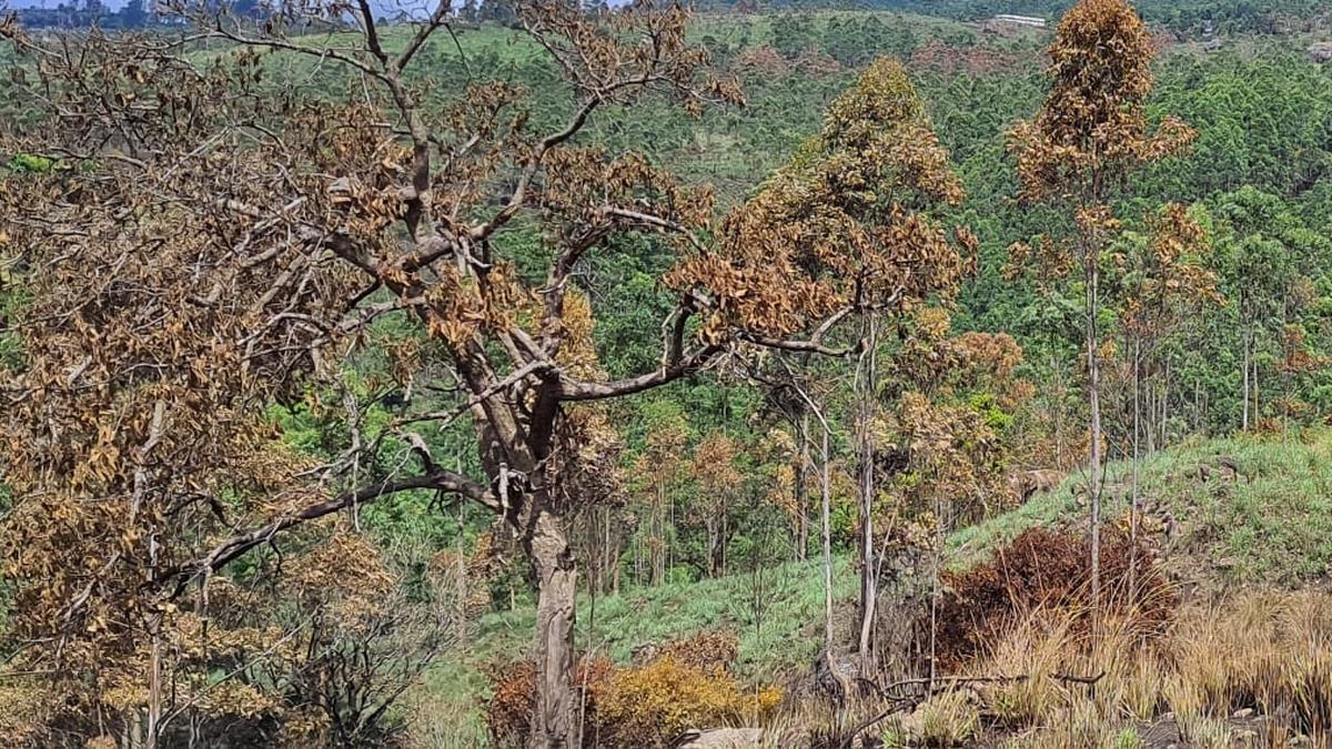 Forest department proposes ‘Anayirankal Reserve Forest’ near Munnar