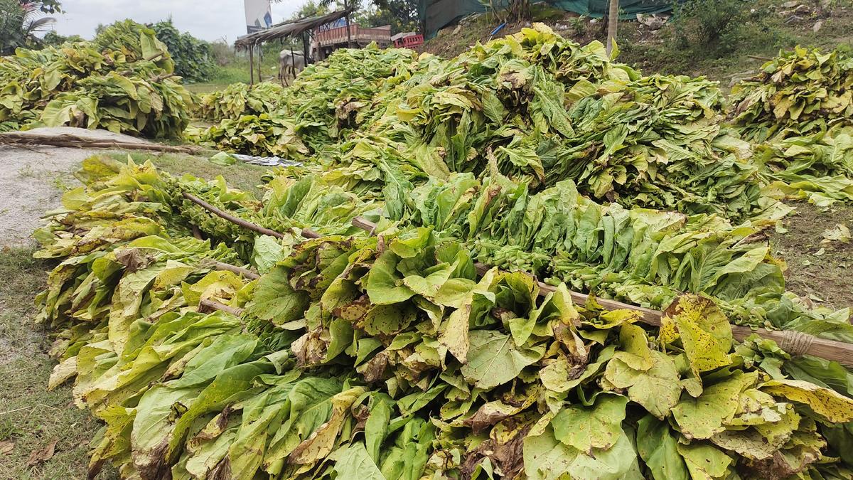 Average price of tobacco grown in Karnataka has more than doubled in last 9 years