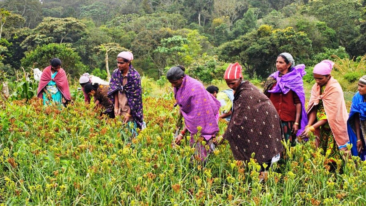 Trial farming of three high-yield finger millet varieties in Idukki a huge success