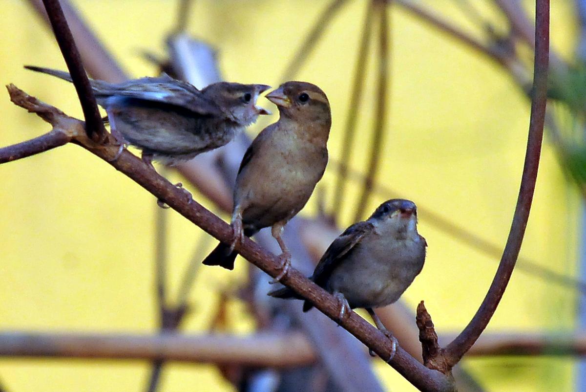 Sparrows, once a common sight in the markets of Thiruvananthapuram, can now be seen only in pockets.