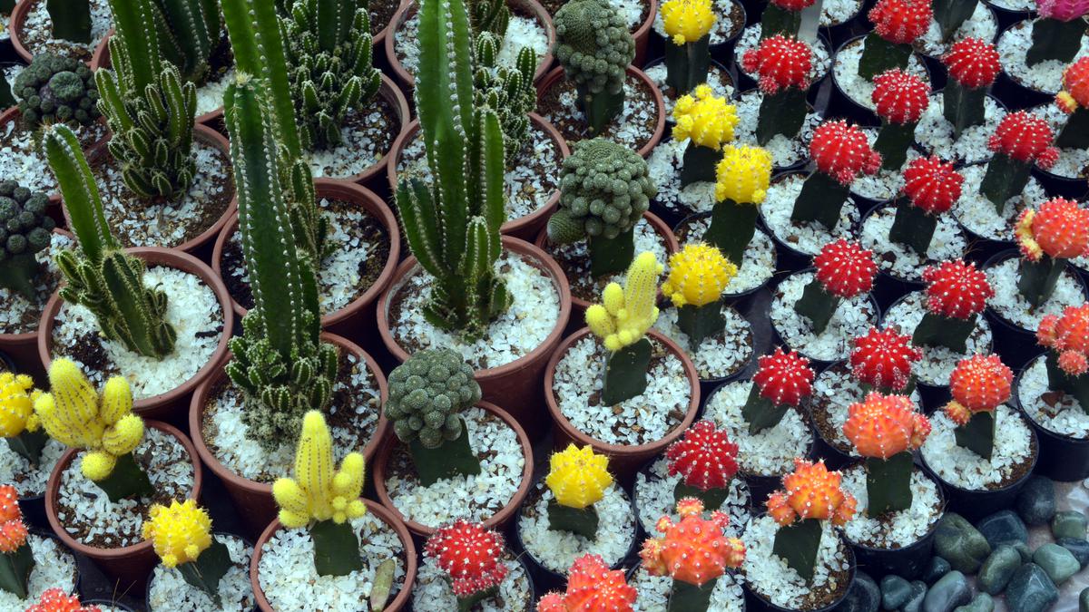 Flower show all set to return to Lalbagh this August