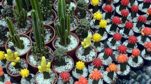 Flower show all set to return to Lalbagh this August  