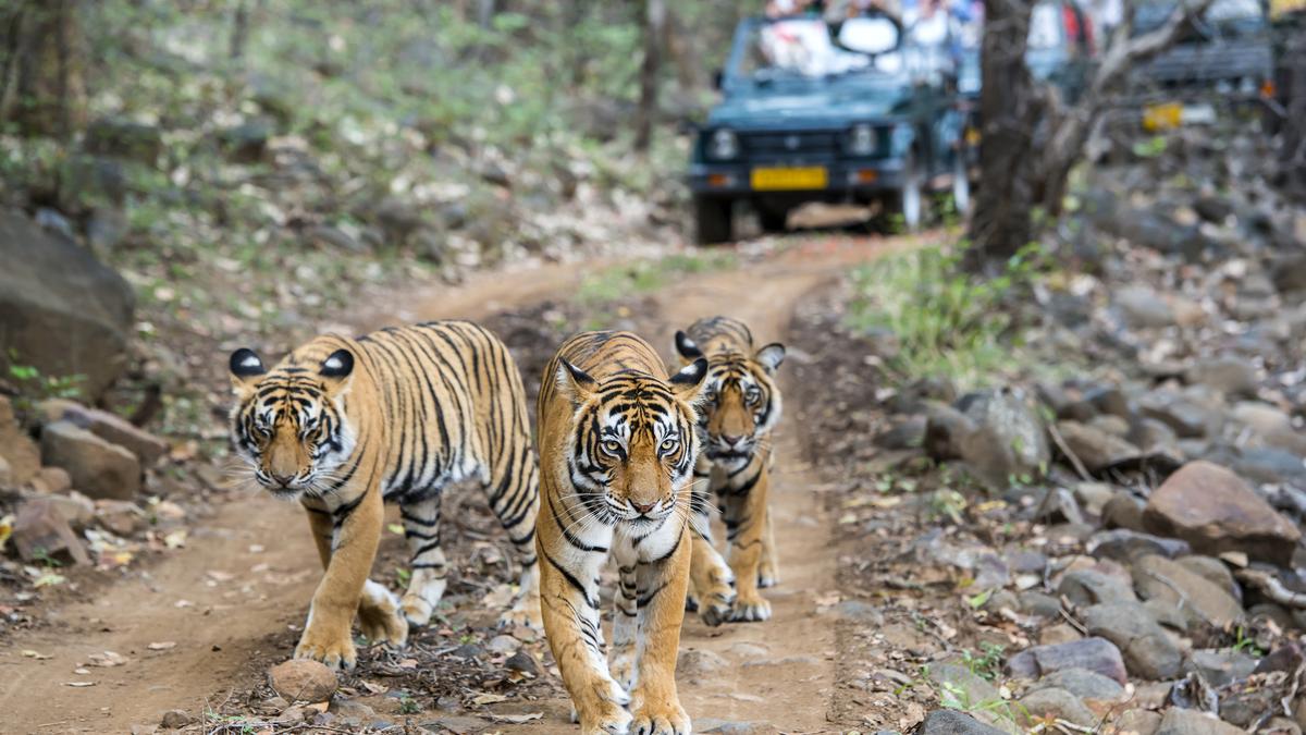 In the forests of the night | On the tiger’s trail in Ranthambhore National Park