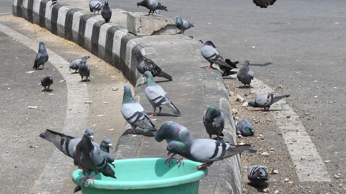 Bengaluru sizzles as temperature touches 36.5 degree Celsius