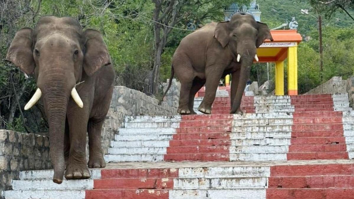 World Elephant Day to be celebrated in Coimbatore on August 12