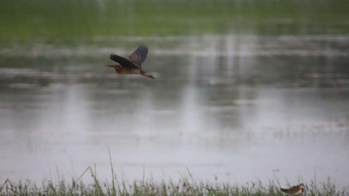 Wetland bird census | 146 species recorded in 18 wetlands in Villupuram district, numbers lower than last year