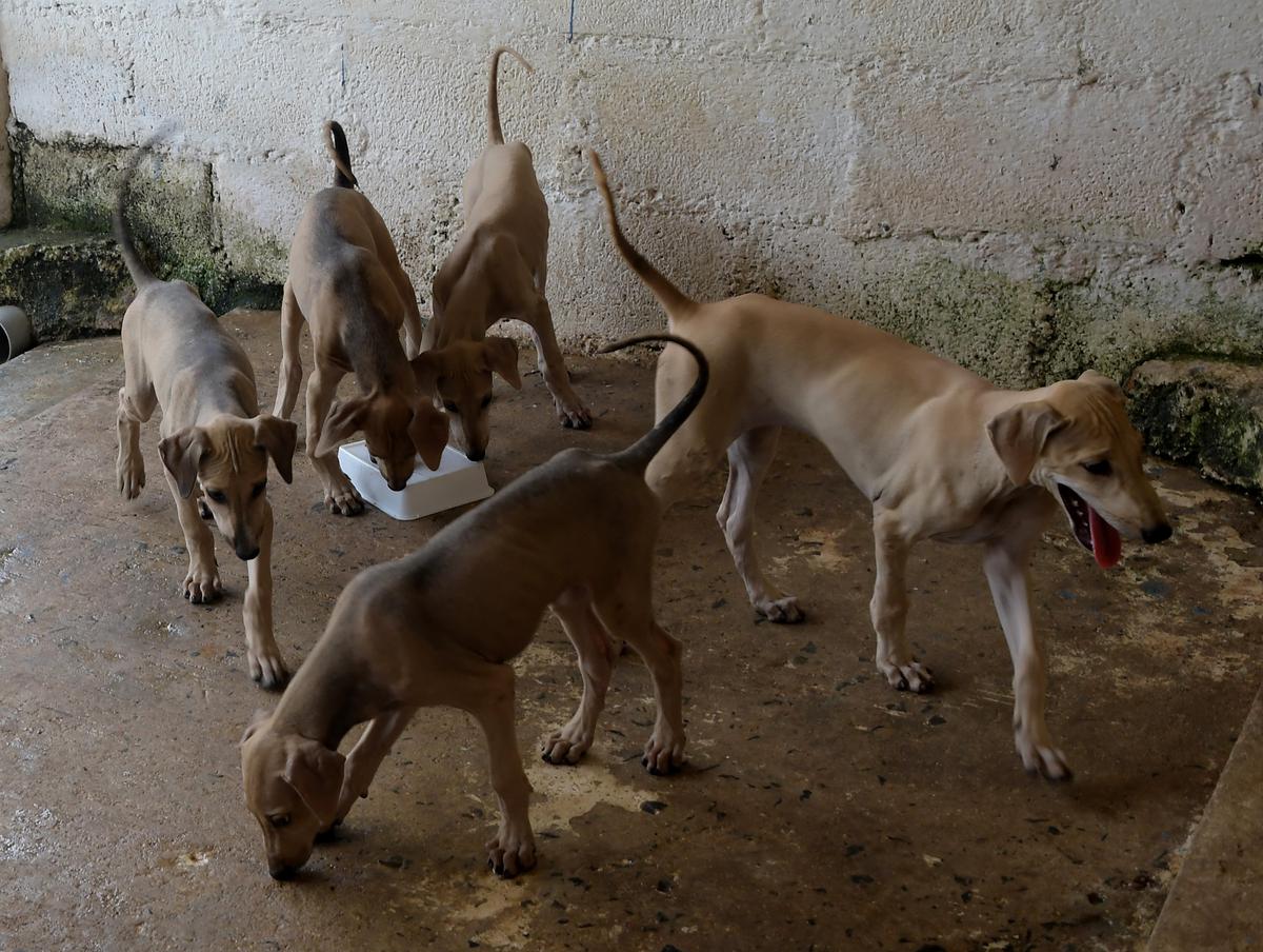 TANUVAS to open native dog breeding centre at Tenkasi - The Hindu