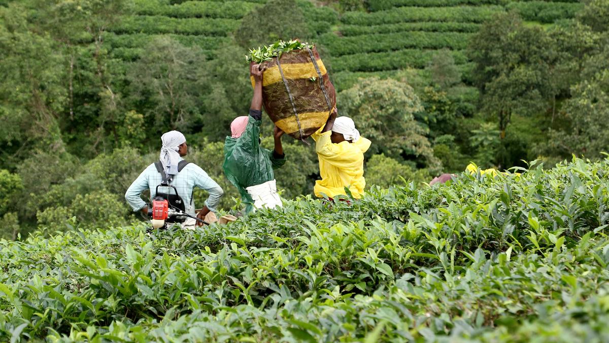 3.5 lakh plantation workers still receive only ₹2 per day as DA