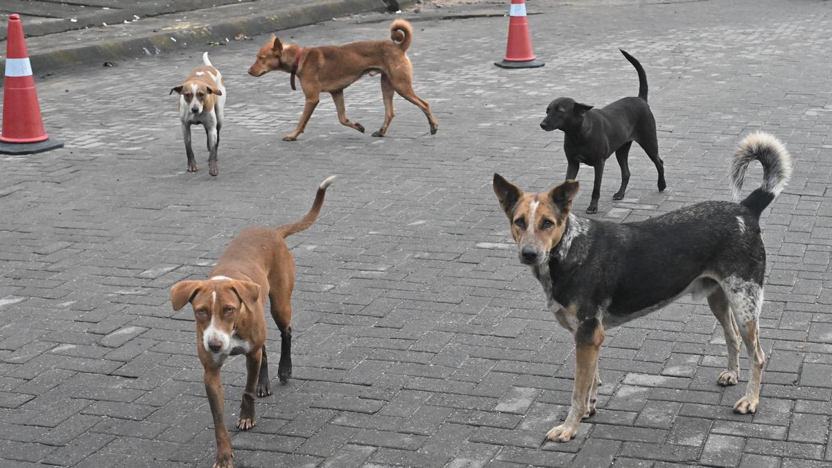 Over 19,000 persons bitten by dogs in nine months in Dakshina Kannada